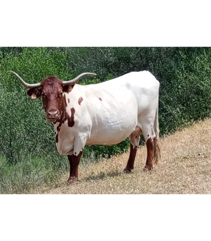 copy of 100% vers vlees van Iberische eikelgevoerde koeien. Pata negra (geheim, waaier en lende) - 3