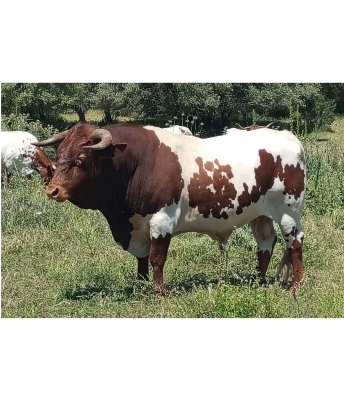 copy of 100% vers vlees van Iberische eikelgevoerde koeien. Pata negra (geheim, waaier en lende) - 1