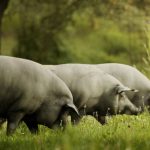 Precio jamón bellota 2020