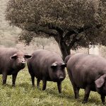 jamón ibérico es saludable gracias a los cerdos de la dehesa