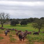 duracion-de-la-montanera