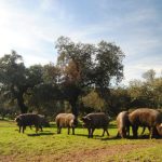 Datos Montanera 2025