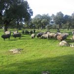Cerdos de Jabugo en La Dehesa