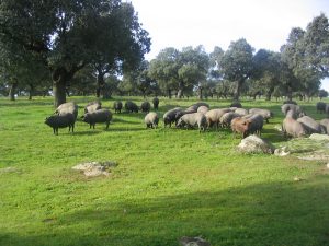 Cerdos de Jabugo en La Dehesa